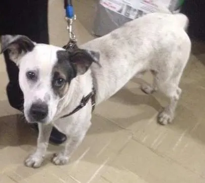 Cachorro ra a SRD idade 1 ano nome Raimundo