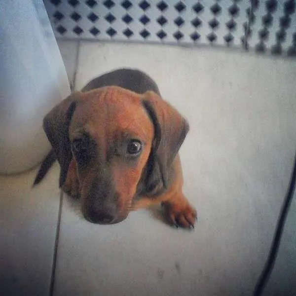 Cachorro raça Salchicha idade 2 a 6 meses nome Flor
