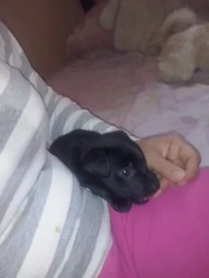 Cachorro ra a não tem idade Abaixo de 2 meses nome não tem