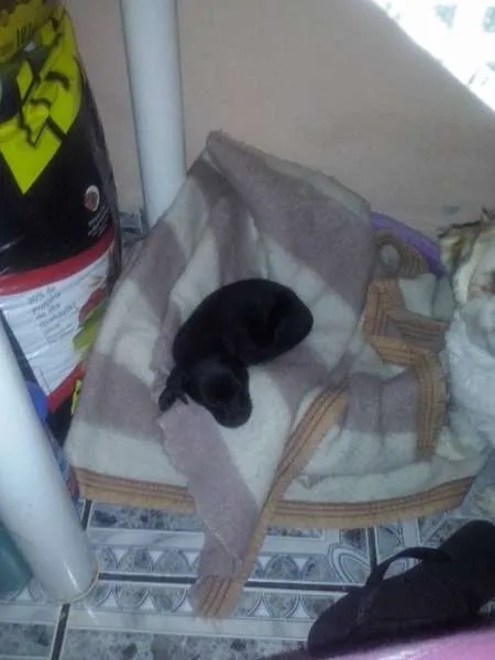 Cachorro ra a não tem idade Abaixo de 2 meses nome não tem