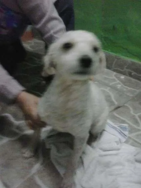 Cachorro ra a Poodle idade 2 anos nome zé