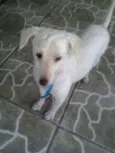 zé