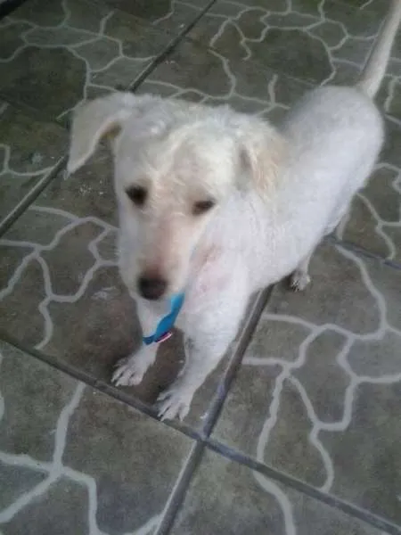 Cachorro ra a Poodle idade 2 anos nome zé