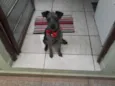Neguinha