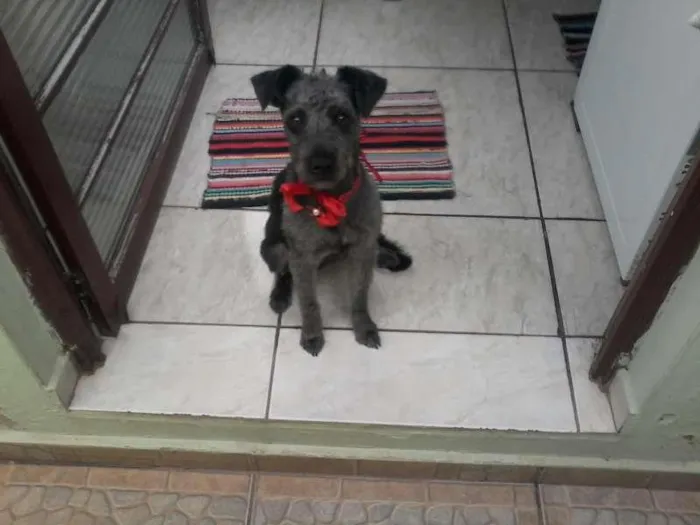 Cachorro ra a Vira lata idade 2 a 6 meses nome Neguinha