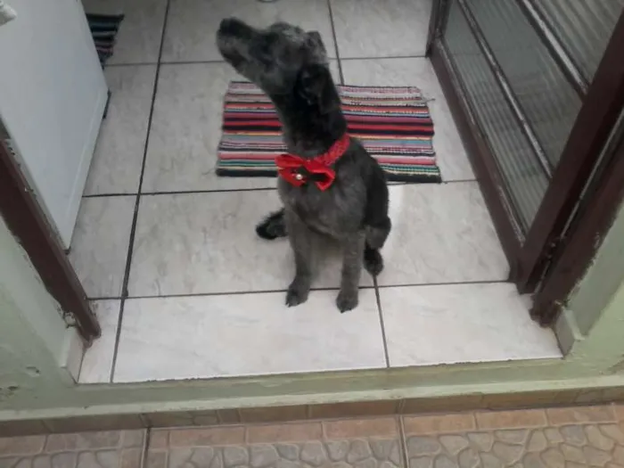 Cachorro ra a Vira lata idade 2 a 6 meses nome Neguinha