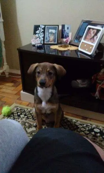 Cachorro raça Srd idade 2 a 6 meses nome Costelinha