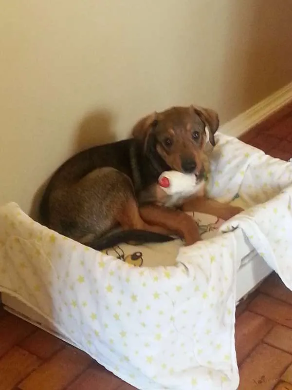 Cachorro raça Srd idade 2 a 6 meses nome Costelinha