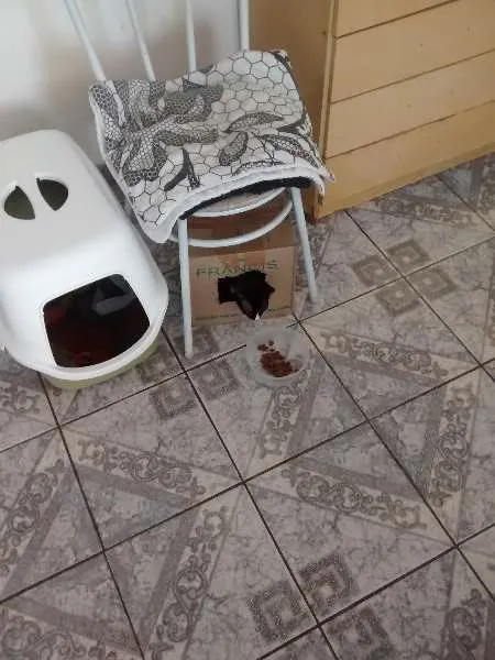 Gato ra a desconhecida idade 2 a 6 meses nome Mailo