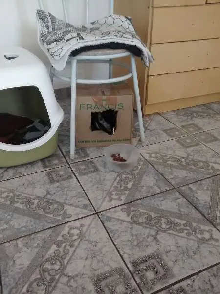Gato ra a desconhecida idade 2 a 6 meses nome Mailo