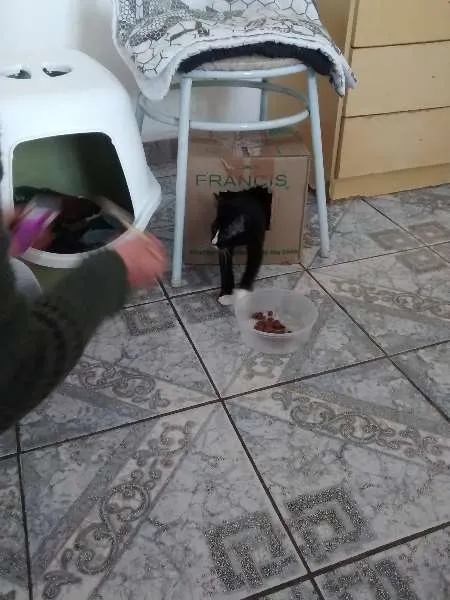 Gato ra a desconhecida idade 2 a 6 meses nome Mailo