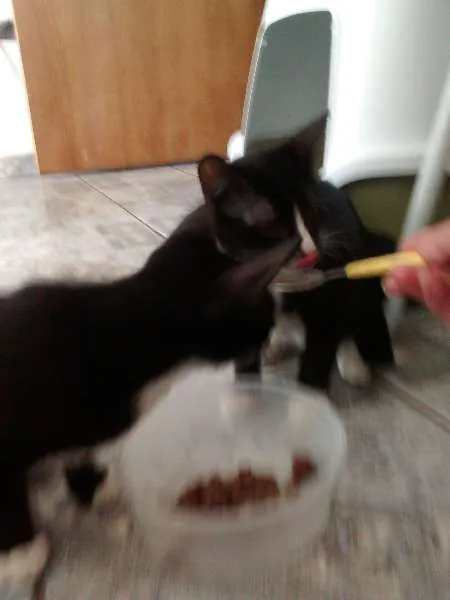 Gato ra a desconhecida idade 2 a 6 meses nome Mailo