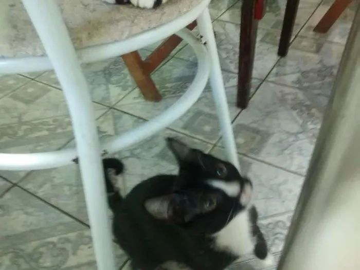 Gato ra a desconhecida idade 2 a 6 meses nome Mailo