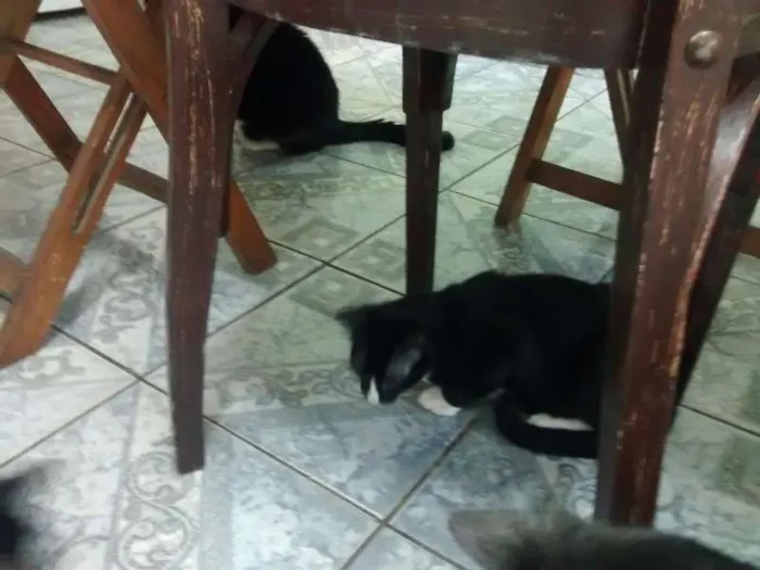 Gato ra a desconhecida idade 2 a 6 meses nome Mailo