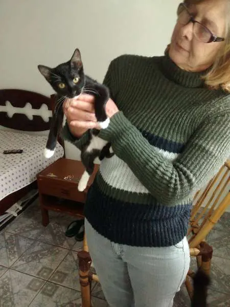 Gato ra a Desconhecida idade 2 a 6 meses nome Mia e Mailo