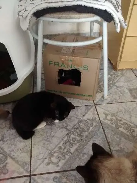 Gato ra a Desconhecida idade 2 a 6 meses nome Mia e Mailo