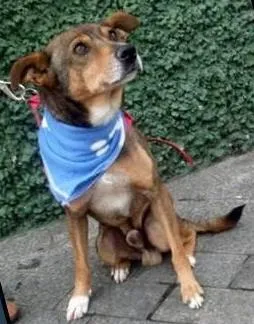 Cachorro ra a SRD idade 2 anos nome Miguel