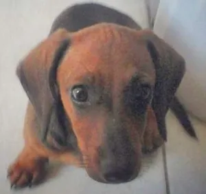 Cachorro raça Salchicha idade 2 a 6 meses nome Flor