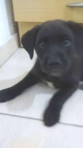 Cachorro ra a não tem idade Abaixo de 2 meses nome não tem
