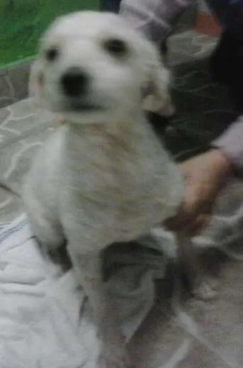 Cachorro ra a Poodle idade 2 anos nome zé