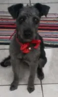Neguinha