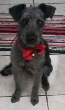 Cachorro ra a Vira lata idade 2 a 6 meses nome Neguinha