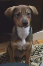 Cachorro raça Srd idade 2 a 6 meses nome Costelinha