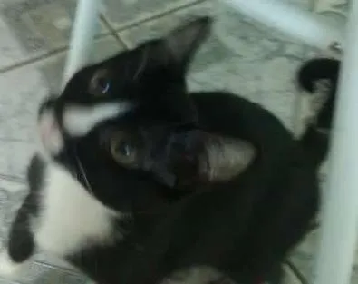 Gato ra a desconhecida idade 2 a 6 meses nome Mailo
