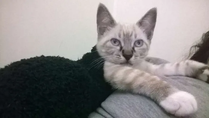 Gato ra a gato idade Abaixo de 2 meses nome sem nomes ainda