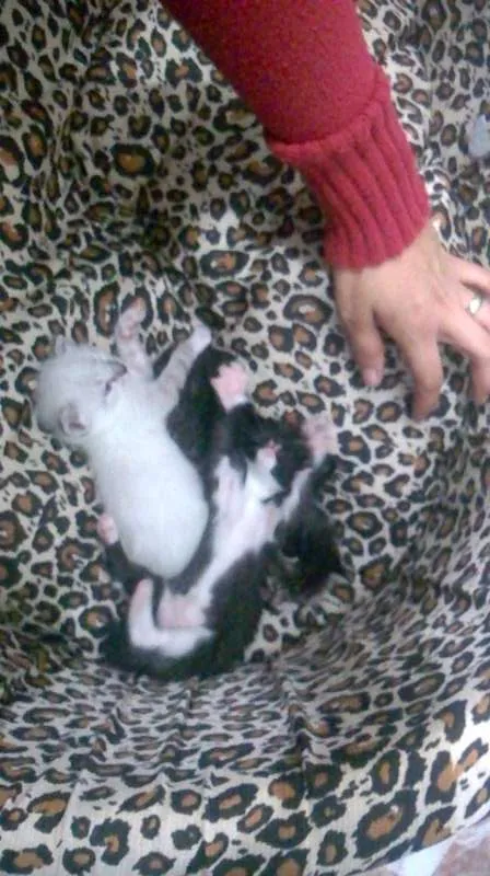 Gato ra a gato idade Abaixo de 2 meses nome sem nomes ainda