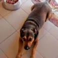 Cachorro raça Vira Lata idade 6 ou mais anos nome Chiquinha