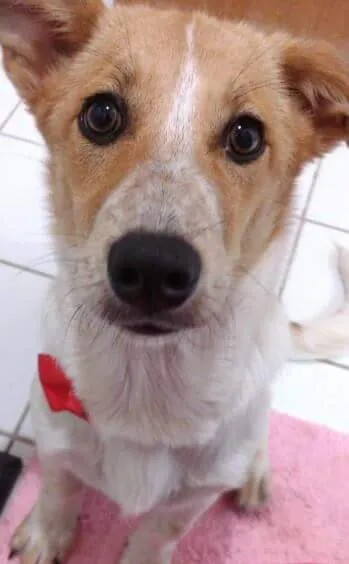 Cachorro ra a SRD idade 1 ano nome Pit