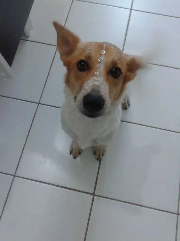 Cachorro ra a SRD idade 1 ano nome Pit