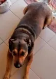 Cachorro raça Vira Lata idade 6 ou mais anos nome Chiquinha