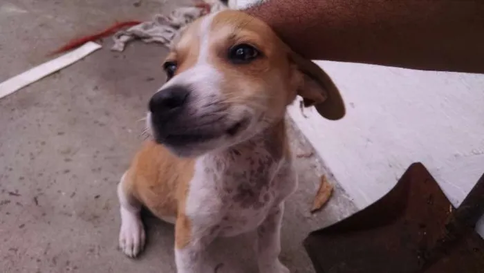 Cachorro raça vira-lata idade Abaixo de 2 meses nome Tufão