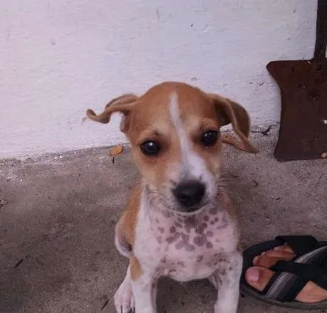 Cachorro raça vira-lata idade Abaixo de 2 meses nome Tufão