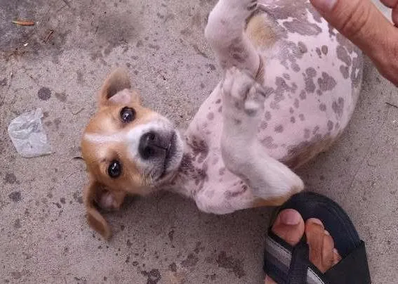 Cachorro raça vira-lata idade Abaixo de 2 meses nome Tufão