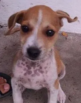 Cachorro raça vira-lata idade Abaixo de 2 meses nome Tufão