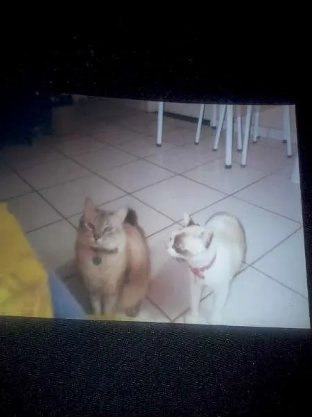 Gato raça  idade 5 anos nome Charles e Diana