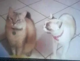 Gato raça  idade 5 anos nome Charles e Diana