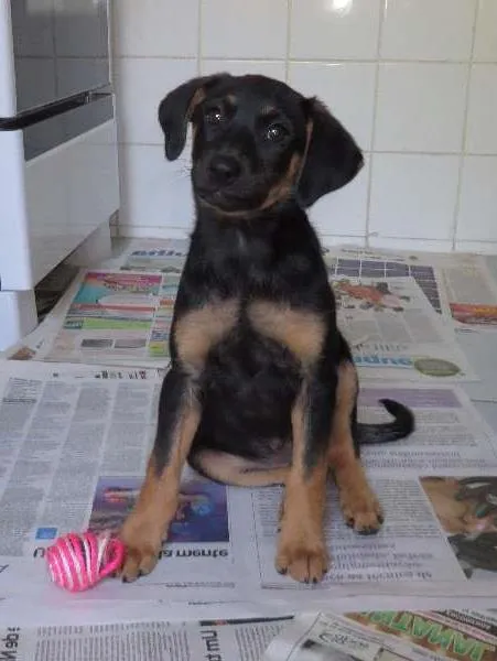 Cachorro raça SRD idade 2 a 6 meses nome Cielo