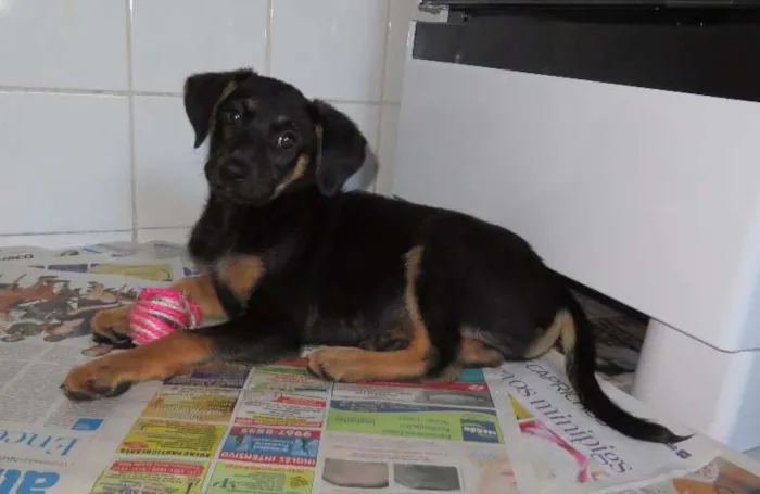 Cachorro raça SRD idade 2 a 6 meses nome Cielo
