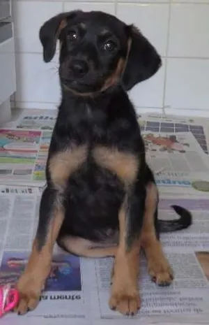 Cachorro raça SRD idade 2 a 6 meses nome Cielo
