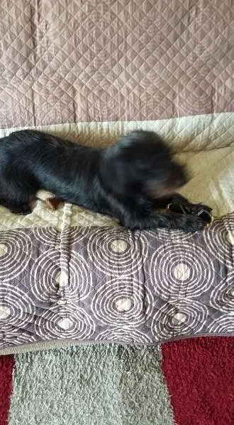 Cachorro ra a SRD idade 2 a 6 meses nome Olaff