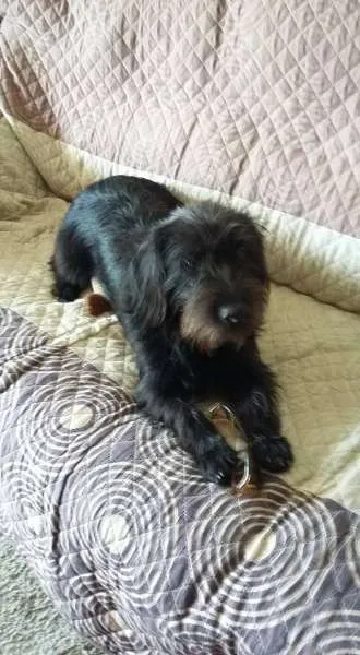 Cachorro ra a SRD idade 2 a 6 meses nome Olaff