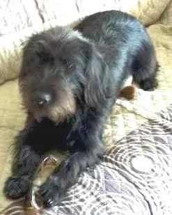 Cachorro ra a SRD idade 2 a 6 meses nome Olaff