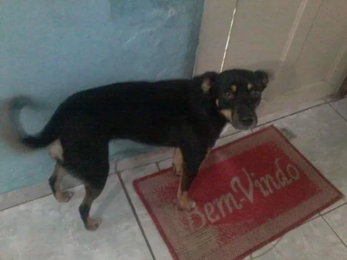 Cachorro ra a vira-lata idade 1 ano nome Lupita 