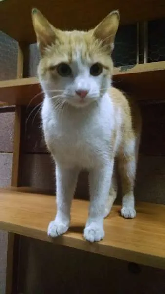 Gato ra a SRD idade 7 a 11 meses nome Jonh