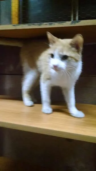 Gato ra a SRD idade 7 a 11 meses nome Jonh