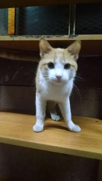 Gato ra a SRD idade 7 a 11 meses nome Jonh